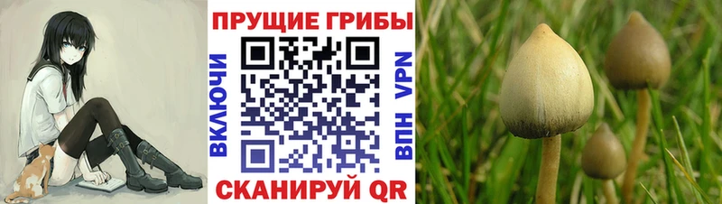 Галлюциногенные грибы ЛСД  blacksprut зеркало  Суровикино 